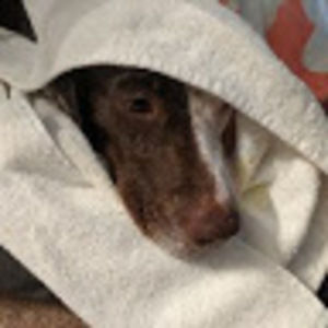 Meet your Posher, Sasha